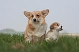 CORGI PEMBROKE 1248